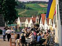 Weinherbst in Niederösterreich